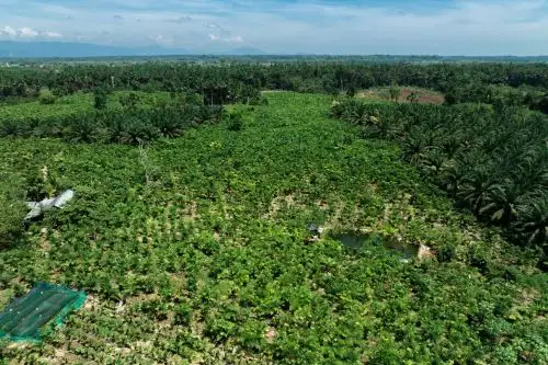 Agroideas y la Fundación Conservación Internacional ejecutarán planes de negocio que reduzcan emisiones de carbono en siete regiones del país