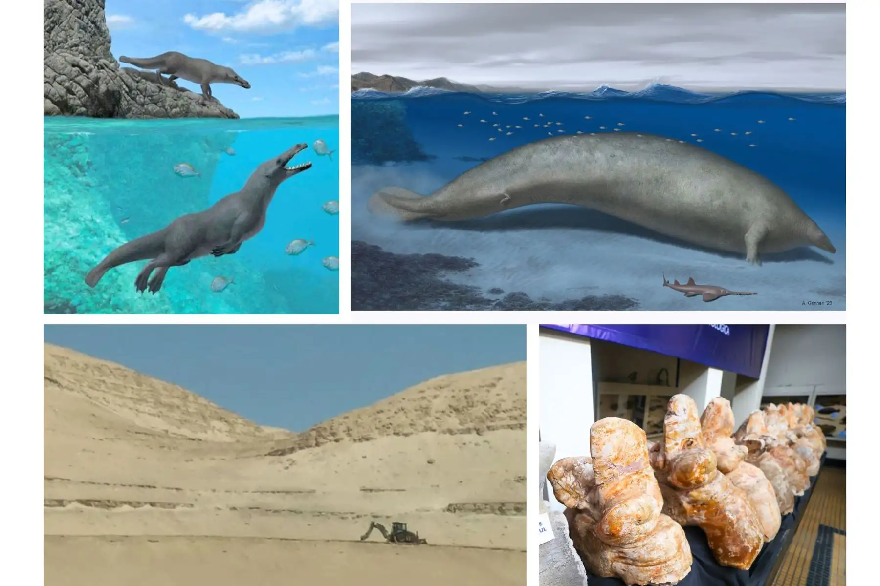 Ocucaje fue el hogar de "Perucetus colossus", el cetáceo más pesado que habitó la Tierra, y de "Peregocetus pacificus", la única ballena de cuatro patas que habitó Sudamérica. Foto: ANDINA/Difusión