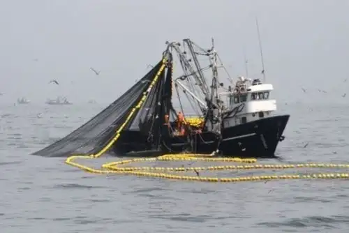Pesca de anchoveta. Foto: Cortesía.