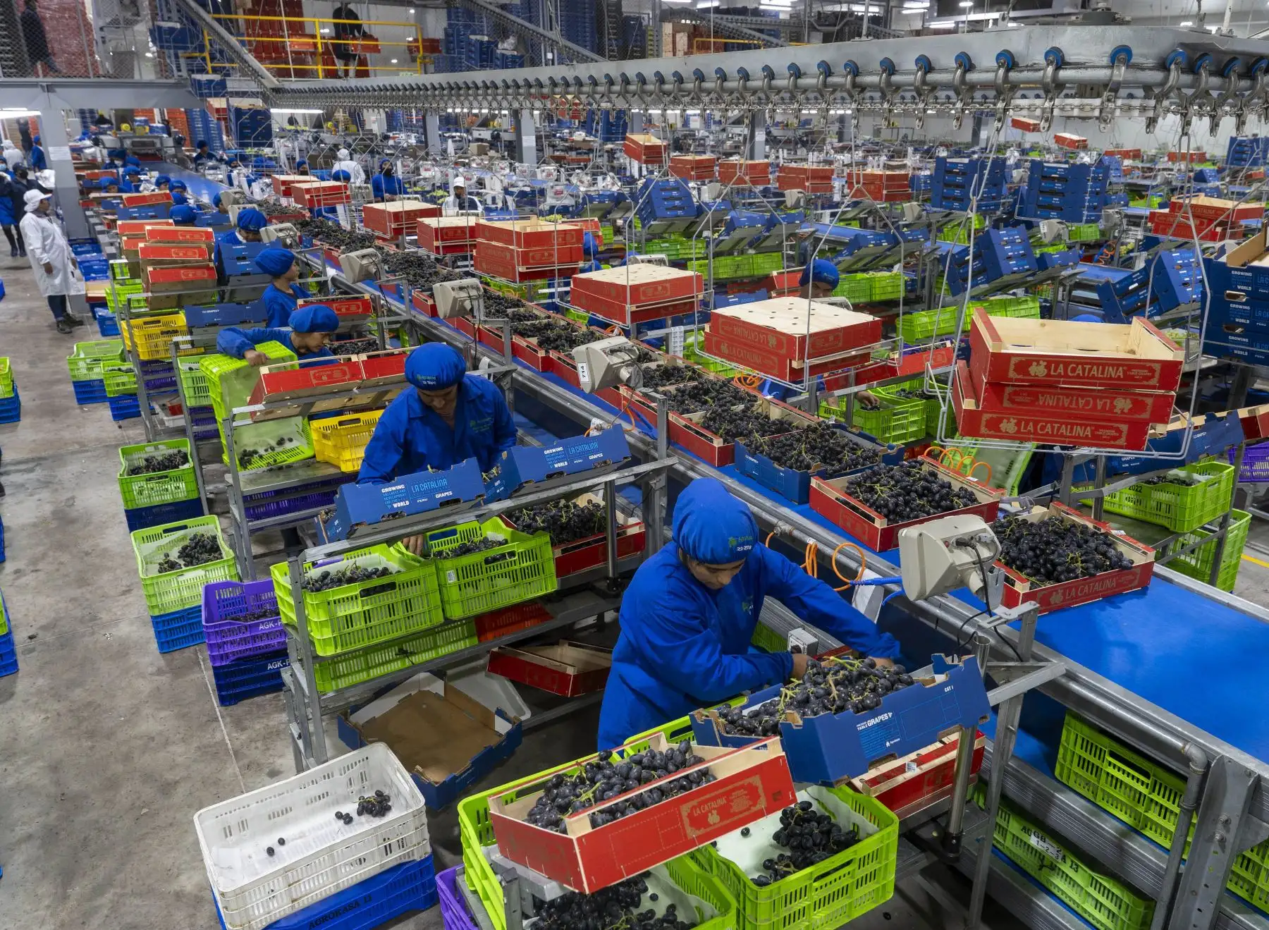 Ica se posiciona como la principal región exportadora de uva de mesa al enviar al exterior más de 35 millones de cajas durante la campaña 2023-2024. Foto: Genry Bautista
