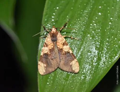Investigadores peruanos descubren una nueva especie de mariposa en Santuario Histórico de Machu Picchu, en Cusco. Foto: Sernanp