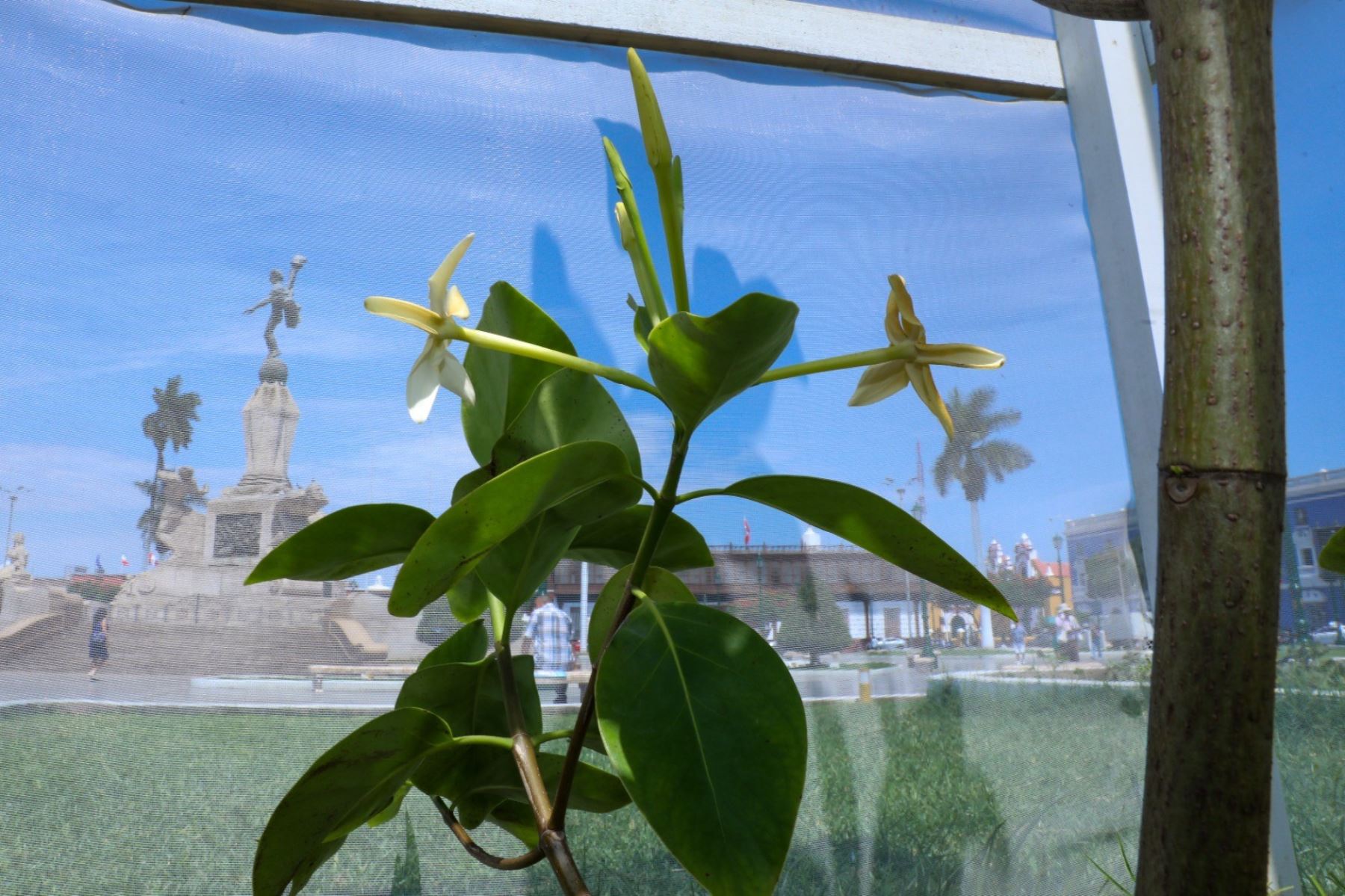 Con una flor blanca con líneas de amarillo intenso floreció la planta del árbol de la quina sembrada en la plaza de Armas de Trujillo. Foto: Luis Puell