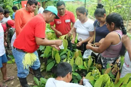 Ejecución del plan de negocio ganador, iniciado hace un mes, tendrá una duración de seis meses y contempla la implementación de un centro de acopio de cacao en grano, cajones fermentadores y una playa de secado de dicho producto.