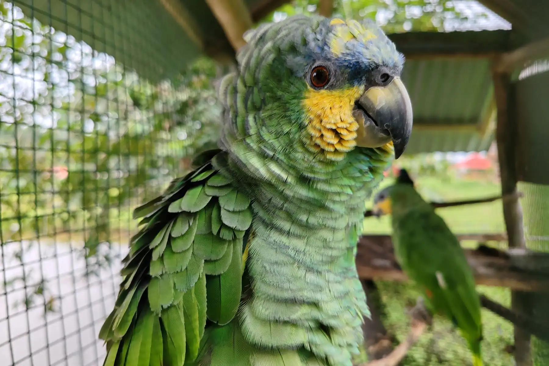 En aves, encontramos a loros, pihuichos, guacamayos de color rojo y turquesa, Pacuares y búhos, conocido como "El Indiana Jones Amazónico". Foto. ANDINA/ Difusión