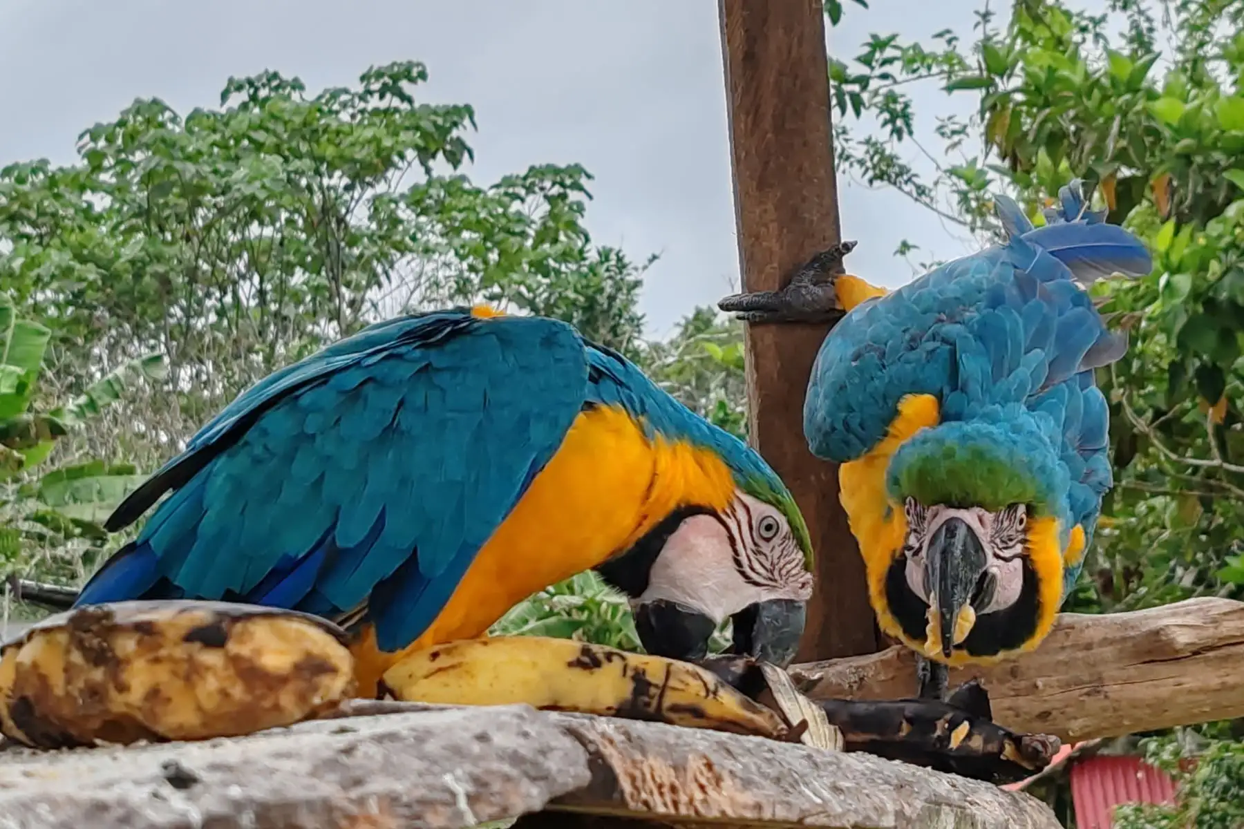 En aves, encontramos a loros, pihuichos, guacamayos de color rojo y turquesa, Pacuares y búhos, conocido como "El Indiana Jones Amazónico". Foto. ANDINA/ Difusión