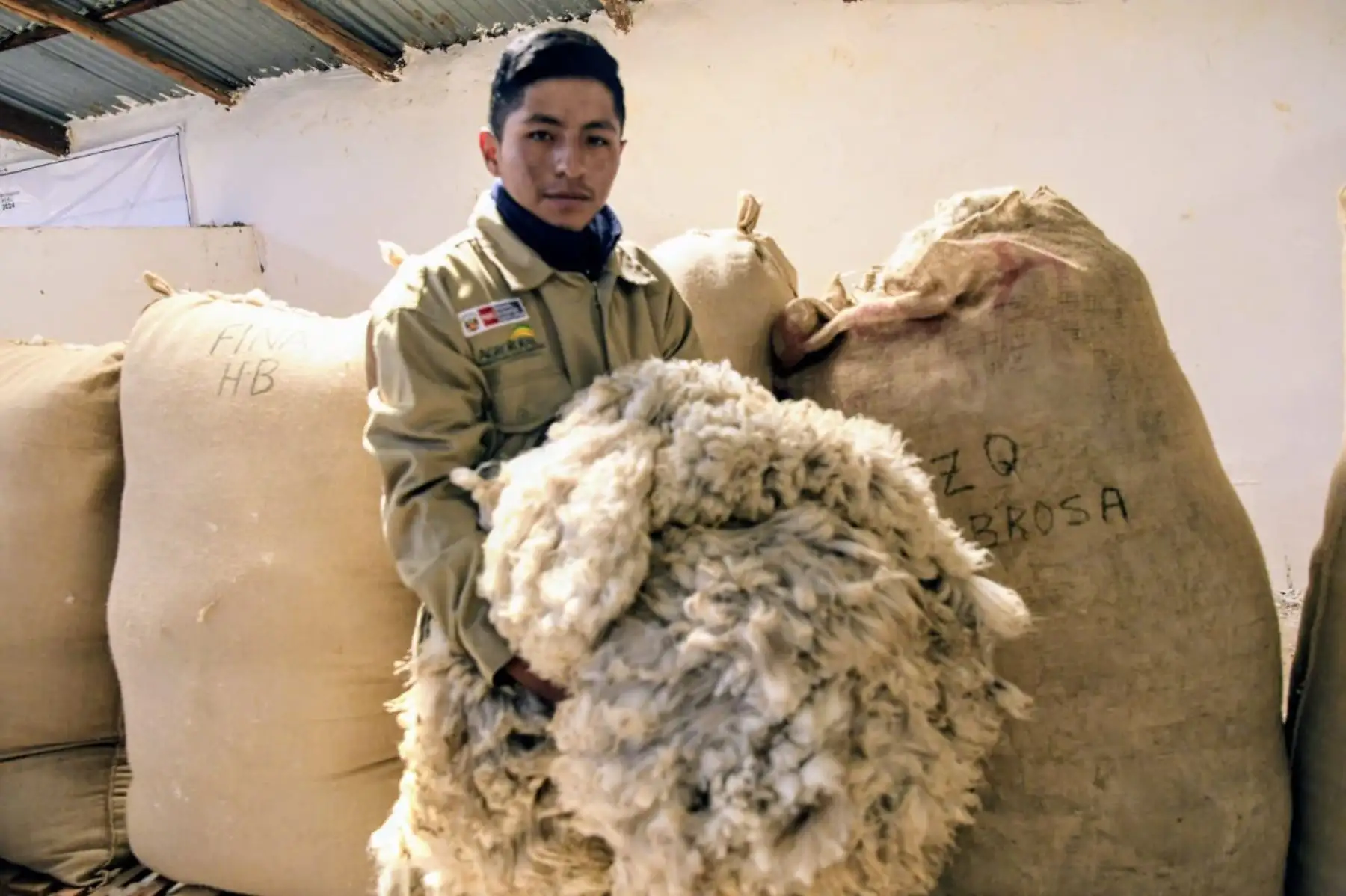 El MIDAGRI, a través de AgroRural cuenta con otros dos proyectos dirigidos a criadores de alpacas en 11 regiones del Perú, que favorecen a más 28 mil productores peruanos. Foto: Midagri