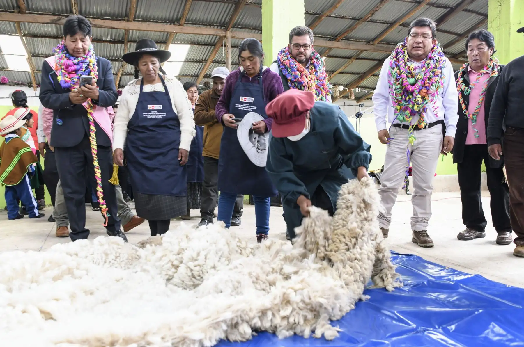 La intervención también contempla la capacitación a 8 mil familias que se dedican a la producción de fibra de alpaca. Mediante estas acciones se busca promover el valor agregado de la fibra, para obtener una producción de calidad, con la textura y uniformidad adecuadas, que exigen los mercados más exclusivos. De esta manera, se mejora el producto, tanto en cantidad y como en calidad. Foto: Midagri