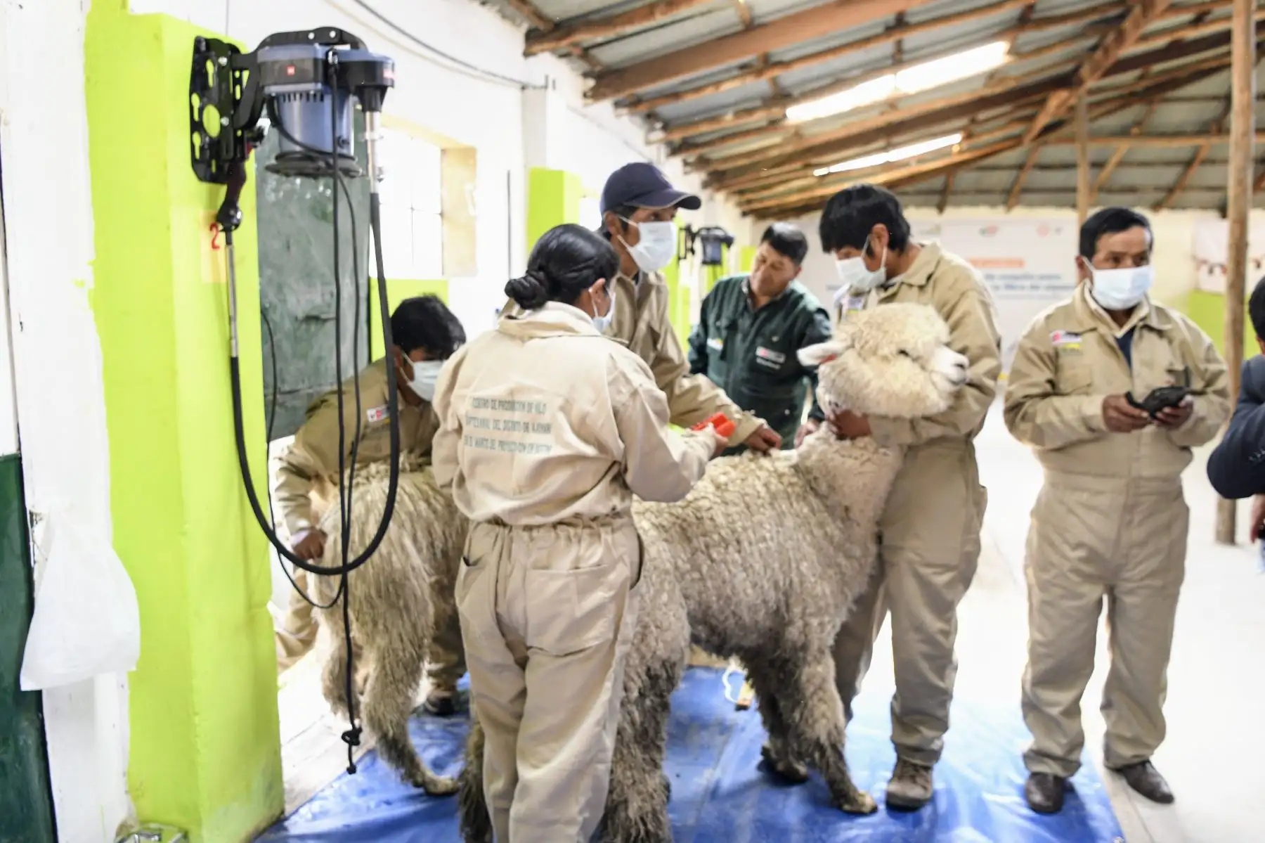 El Gobierno, a través del Ministerio de Desarrollo Agrario y Riego (MIDAGRI), inauguró un moderno centro de esquila que permitirá impulsar la producción de fibra de alpaca en el distrito de Santa Lucía, provincia de Lampa, región Puno. Foto: Midagri