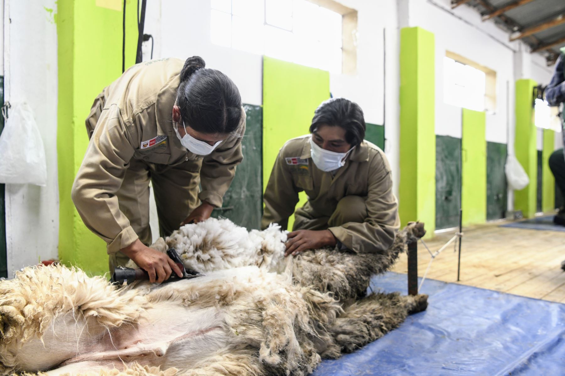 Este es el décimo primer centro de esquila que el MIDAGRI viene implementando en el marco del proyecto “Mejoramiento de los servicios para el incremento del valor agregado primario de la fibra de alpaca en criadores de alpacas” en las regiones de Arequipa, Puno, Cusco y Pasco. Foto: Midagri