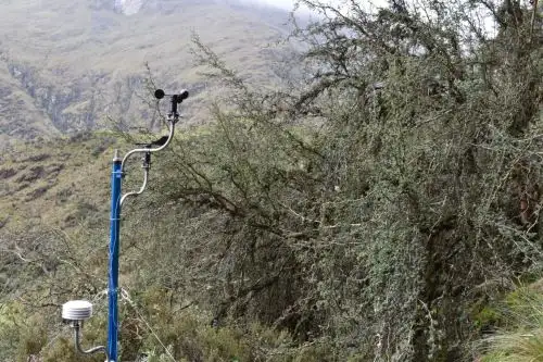 Investigadores peruanos y canadiense realizaron un estudio en árboles altoandinos que ayudarían a predecir el clima en los siguientes años.
