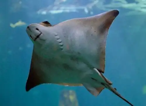 Investigadores del Imarpe y de la Universidad de Chile registraron dos especies de raya de profundidad que por primera vez son avistar en el mar peruano.