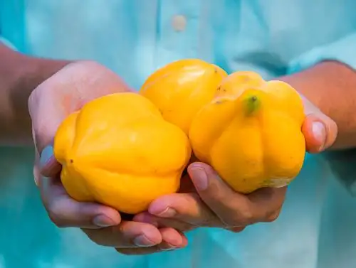 Chile es el principal mercado de exportación de la papayita andina que se produce en la provincia de Sandia, en Puno. ANDINA/Difusión