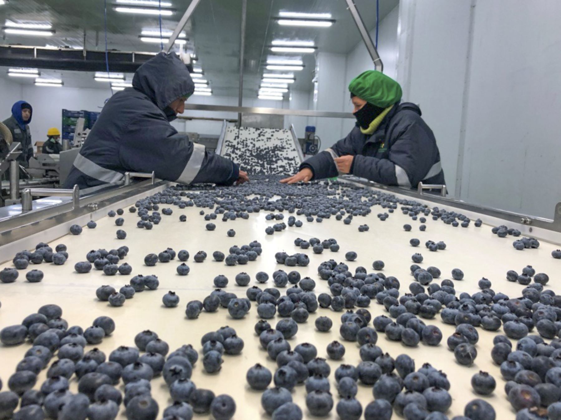 El desempeño de La Libertad aportó al dinamismo de las exportaciones de arándanos del Perú durante enero y febrero. Foto: ANDINA/Difusión