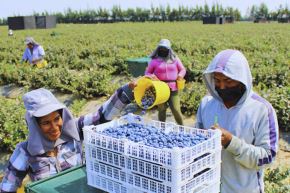 El desempeño de La Libertad aportó al dinamismo de las exportaciones de arándanos del Perú durante enero y febrero. Foto: ANDINA/Difusión