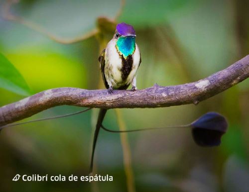 El colibrí cola de espátula, o colibrí maravilloso, es uno de los aves emblema de Perú y una muestra de la riqueza biológica de nuestro país.
