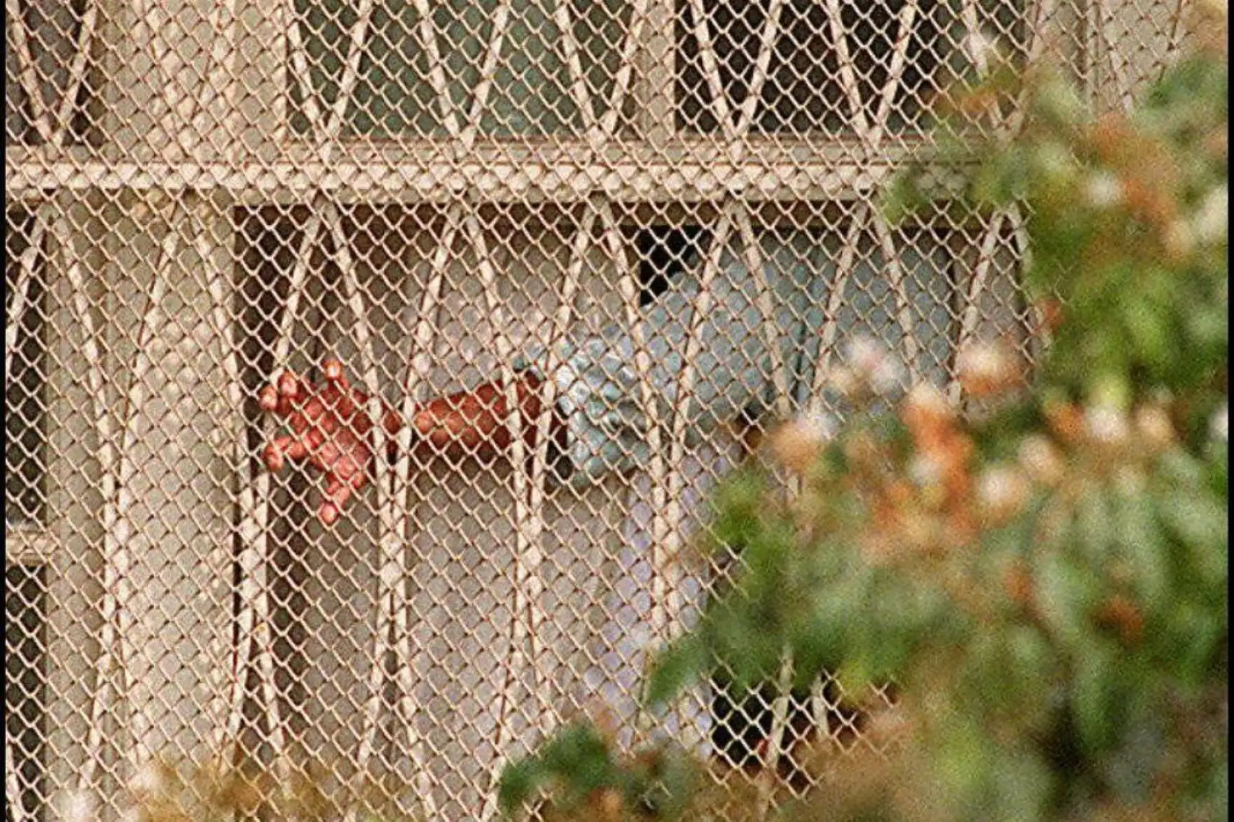 Un rehén no identificado en la residencia del embajador japonés junto a una de las ventanas del edificio diplomático en Lima. Foto: AFP