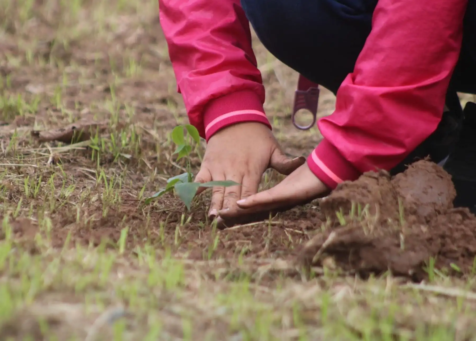 Por el Día Internacional de la Tierra en San Martín iniciaron la Gran Cruzada Verde que busca promover la reforestación en la región. ANDINA/Difusión