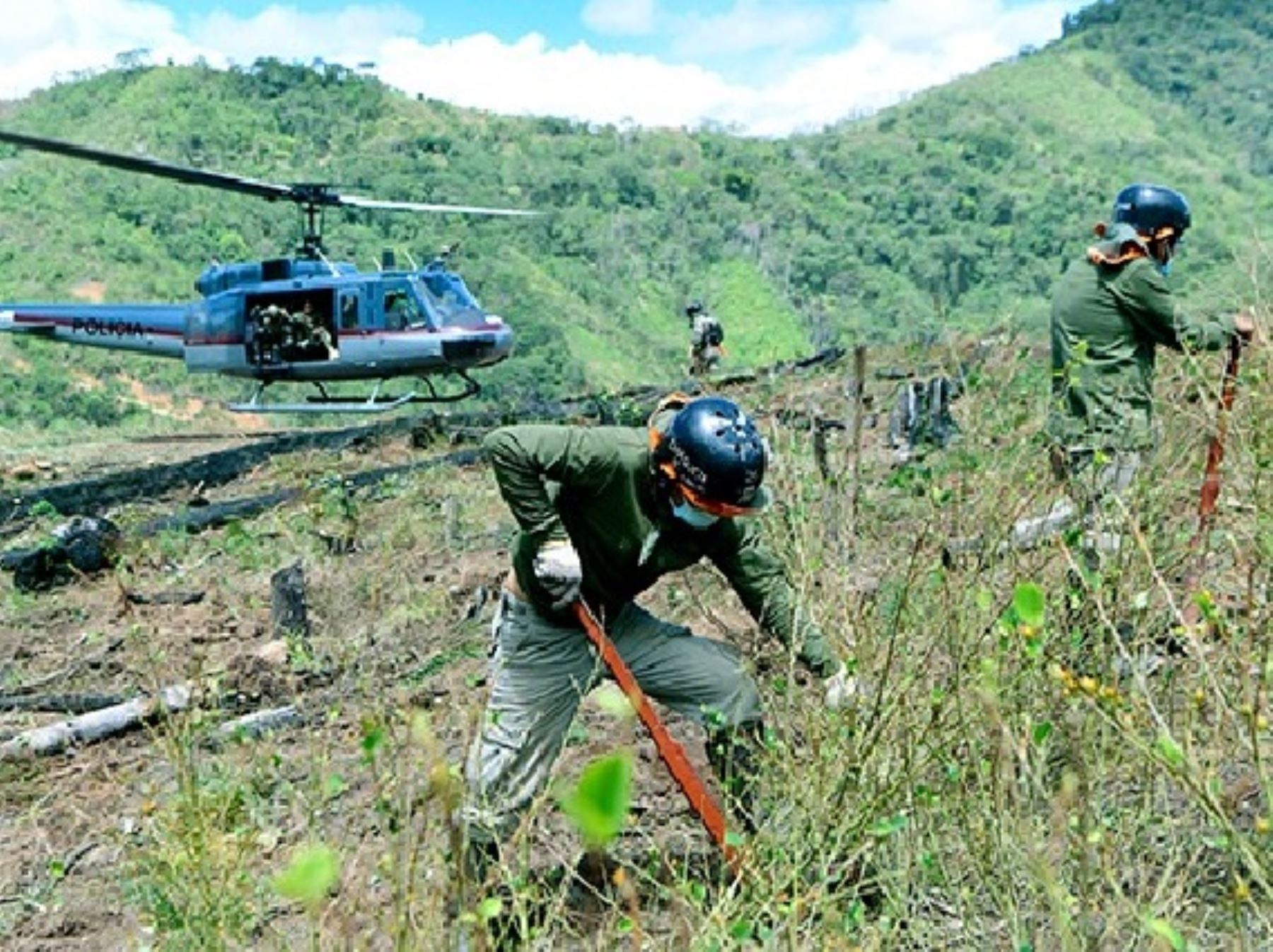 El Proyecto Corah erradicó en lo que va del año un total de 3,456 hectáreas de cultivos ilegales de hoja de coca en Huánuco y Ucayali, informó el Ministerio del Interior.