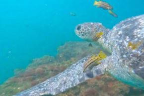 Tortugas verdes son captadas interactuando con cuatro especies de peces en el mar de Piura. ANDINA/Difusión