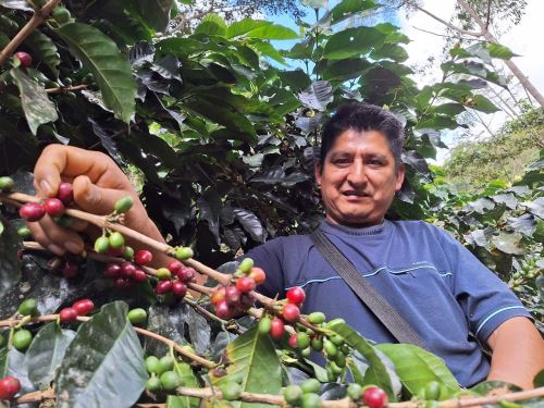 Devida financiará iniciativa para impulsar producción de café en el valle de Tambopata, en la provincia de Sandia, región Puno.