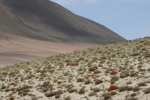 Serfor confirmó la entrega de la primera concesión para conservación de toda la costa peruana. Foto: cortesía ©️RBG Kew & ©️Huarango Nature