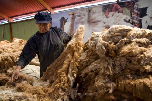 Criadores de camélidos de Macusani lograron vender con éxito más de 19,000 libras de fibra de alpaca. ANDINA/Difusión