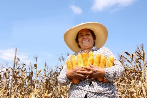 Lambayeque: nueva variedad de maíz amarillo permitirá elevar producción en 72%