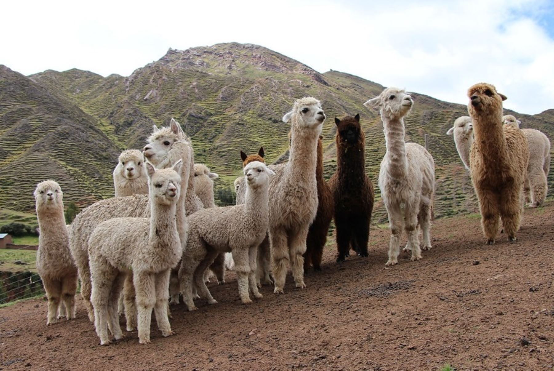 Proyecto de mejora genética de alpacas de Agro Rural beneficia a productores de 8 regiones