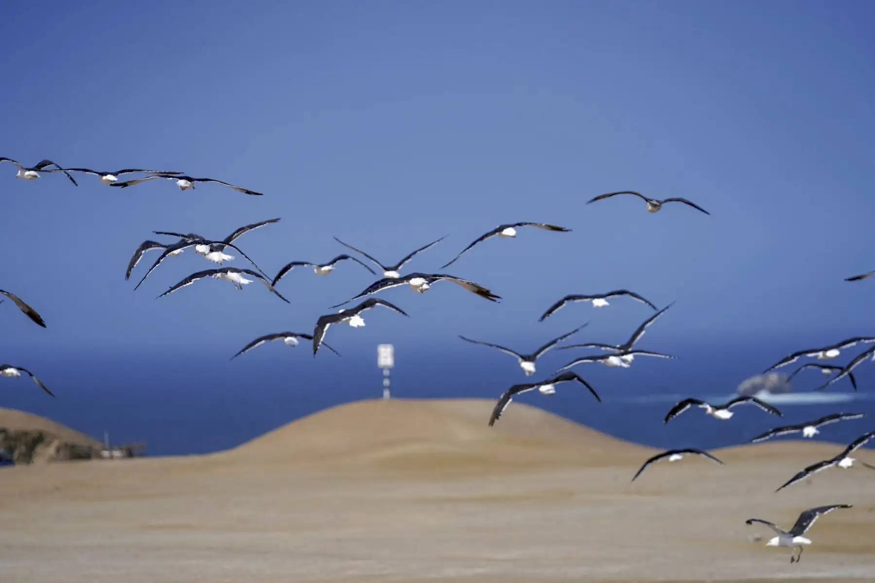 El distrito de Marcona es cuna del pingüino de Humboldt y lobos marinos, y desde el mirador de Punta San Juan se puede observar estas dos faunas marinas. De igual manera, los visitantes pueden conocer sus diversas playas, como playa Hermosa, La Herradura, Acapulco, Los Pingüinos, Los Leones, El Elefante, La Lobera, entre otros.
Foto: ANDINA/Henry Bautista
