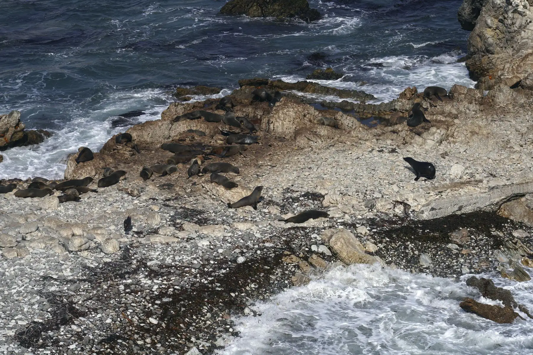 El distrito de Marcona es cuna del pingüino de Humboldt y lobos marinos, y desde el mirador de Punta San Juan se puede observar estas dos faunas marinas. De igual manera, los visitantes pueden conocer sus diversas playas, como playa Hermosa, La Herradura, Acapulco, Los Pingüinos, Los Leones, El Elefante, La Lobera, entre otros.
Foto: ANDINA/Henry Bautista