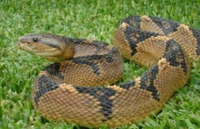 Las proteasas presentes en el veneno de las serpientes pueden detener la migración de células cancerígenas, alterando su metabolismo y mermando significativamente su energía. 