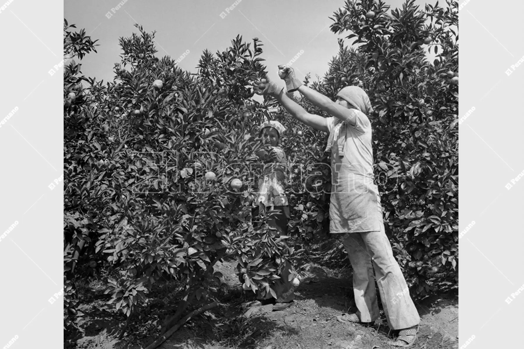 Chancay - 19 junio 1976 /  Trabajadoras de la Cooperativa Agraria de Producción Huando. Foto: Archivo Histórico de El Peruano / Virgilio Molero