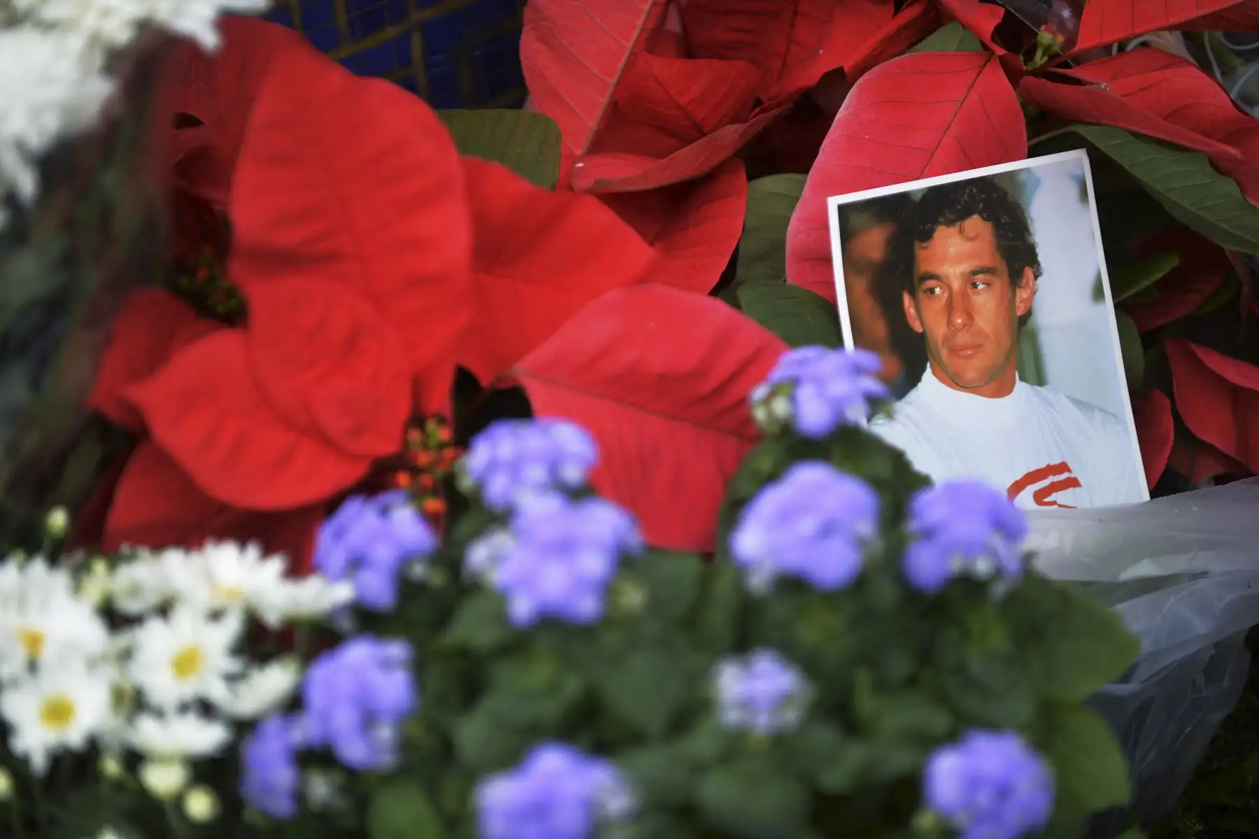 Una fotografía del piloto brasileño de F1 Ayrton Senna entre las flores dejadas por los aficionados en su tumba en Sao Paulo, Brasil, el 1 de mayo de 2014, rindiendo homenaje al 20º aniversario de su muerte durante el Gran Premio de San Marino de 1994. 
Foto: AFP