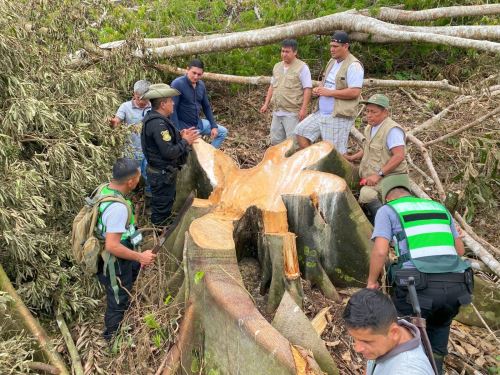 Autoridades de San Martín denunciaron la tala ilegal de 1.5 hectáreas de bosques primarios y secundarios ubicados dentro del área de conservación regional Cordillera Escalera. ANDINA/Difusión