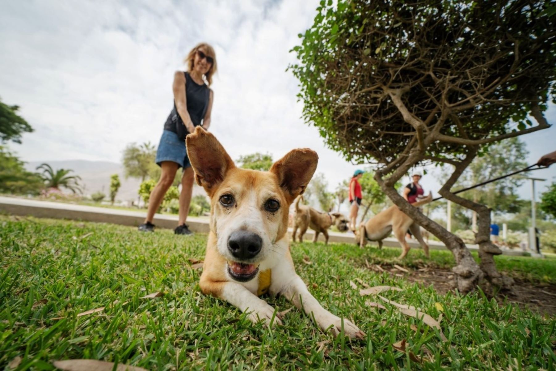 Una de las características principales del maltratador de animales es la falta de empatía, dado que no ponerse en el lugar de un animal dependiente, vulnerable e incapaz de defenderse. Foto: ANDINA/Difusión