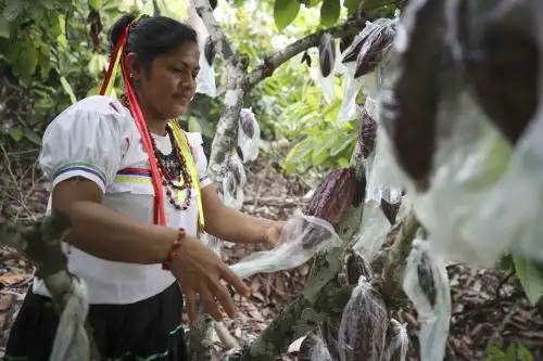 Una integrante de la asociación Chocowarmis trabaja en un campo de cacao en la comunidad indígena Copal Sacha, en la región San Martín. Cultivar cacao y producir chocolates ecológicos ha empoderado a las mujeres de la asociación peruana Chocowarmis, favorecidas por el alto precio que este fruto ha alcanzado en los últimos meses. Foto: EFE