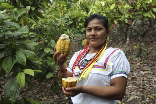 El alto precio del cacao en el mercado internacional constituye un momento perfecto para las agricultoras indígenas de San Martín