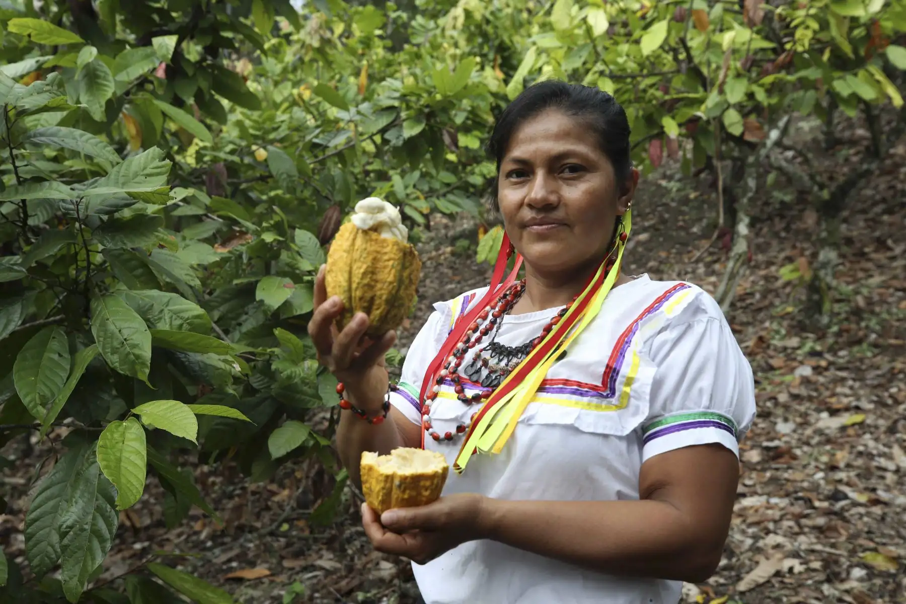 Una miembro de la asociación Chocowarmis sostiene un fruto de cacao en un campo de la comunidad indígena Copal Sacha, en la Amazonía (Perú). Cultivar cacao y producir chocolates ecológicos ha empoderado a las mujeres de la asociación peruana Chocowarmis, favorecidas por el alto precio que este fruto ha alcanzado en los últimos meses.
Foto: EFE