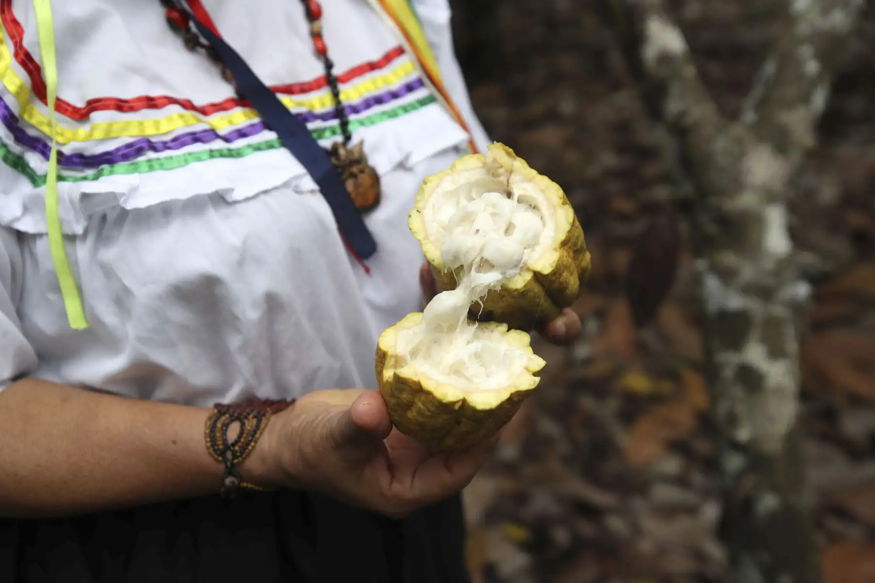 Una miembro de la asociación Chocowarmis sostiene un fruto de cacao en un campo de la comunidad indígena Copal Sacha, en la Amazonía (Perú). Cultivar cacao y producir chocolates ecológicos ha empoderado a las mujeres de la asociación peruana Chocowarmis, favorecidas por el alto precio que este fruto ha alcanzado en los últimos meses.
Foto: EFE