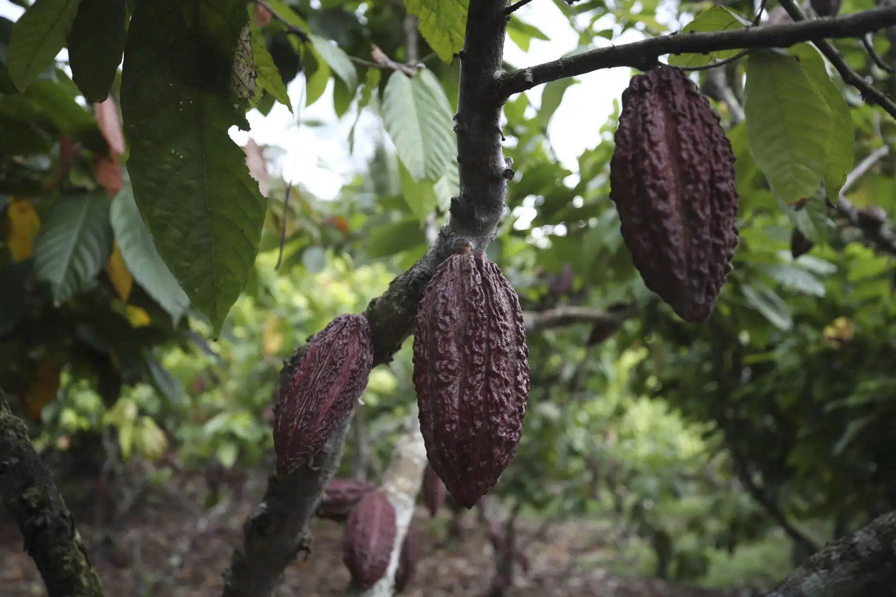 Fotografía de varios frutos de cacao que produce la asociación Chocowarmis, en la comunidad indígena Copal Sacha, en la Amazonía (Perú). Cultivar cacao y producir chocolates ecológicos ha empoderado a las mujeres de la asociación peruana Chocowarmis, favorecidas por el alto precio que este fruto ha alcanzado en los últimos meses.
Foto: EFE