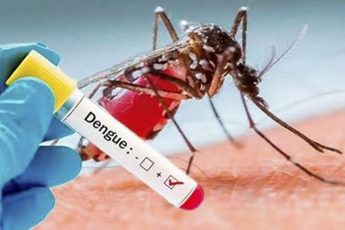 El dengue es transmitido por el zancudo "Aedes aegypti", que se reproduce en los depósitos de agua. Foto: ANDINA/Difusión