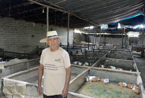 Celestino Aquino Villar, usuario del programa social Pensión 65 del Midis y exitoso criador de cuyes en el distrito de Chao, provincia de Virú, región La Libertad