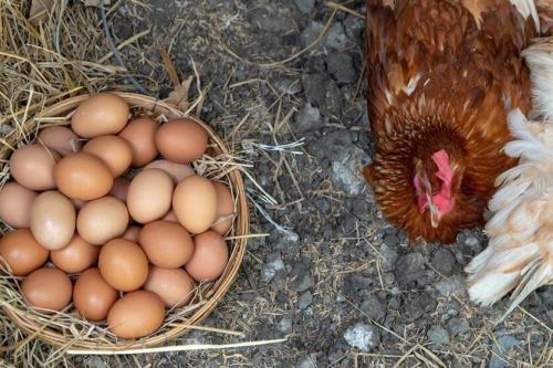 Crianza de la gallina influye en la calidad del huevo que se consume. Foto:ANDINA/Difusión