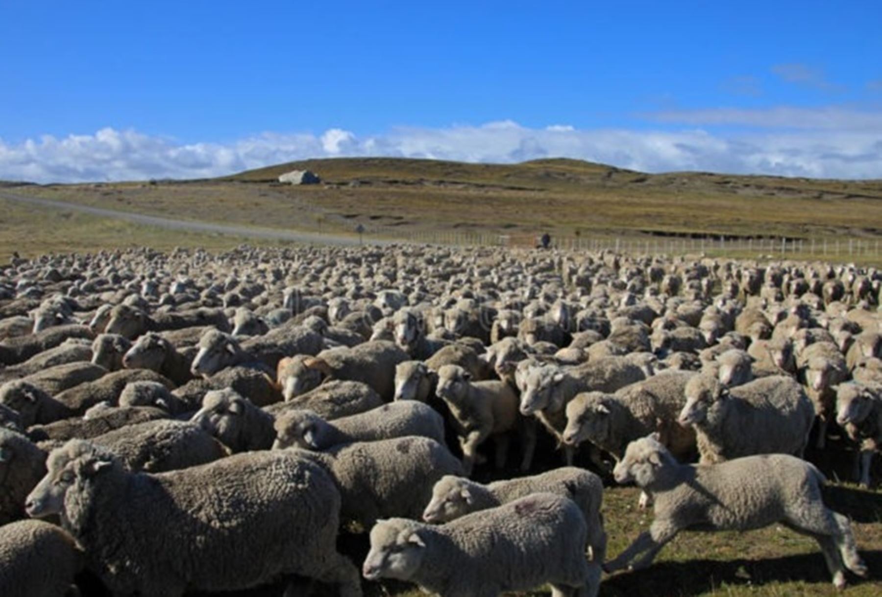 El Gobierno, a través del Ministerio de Desarrollo Agrario y Riego, inició el proyecto “Mejoramiento de ganado ovino en las comunidades campesinas del distrito de San Antón, provincia de Azángaro”, en la región Puno.