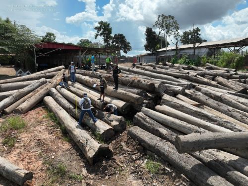 Autoridades desarticulan en Ucayali una presunta red criminal dedicada a la explotación ilegal de madera en esa región e incautan madera valorizada en más de S/ 18 millones. ANDINA/Difusión