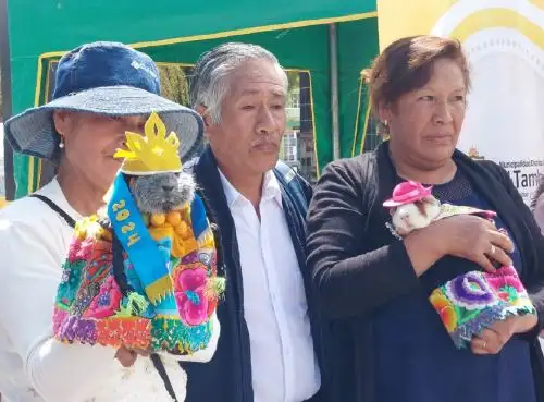 Con un Festival Turístico del Cuy, donde habrá también otras actividades, como la carrera Pollera Tambina y un campeonato de fútbol femenino con polleras, el distrito de El Tambo, en Huancayo celebrará el Día de la Madre. Foto: Pedro Tinoco