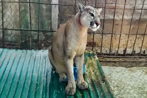 Y se dispuso el traslado del puma a un centro de cría autorizado para brindarle la atención especializada y cumplir con una cuarentena.