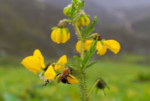 Perú cuenta con 25,000 especies de flora (10 % del total mundial) de las cuales el 30 % son endémicas, revela el primer Inventario Nacional de Patrimonio Natural.