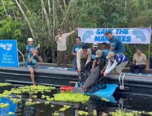 Especialistas del Centro de Rescate Amazónico de Loreto liberaron a dos manatíes rehabilitados en su hábitat natural, en la Reserva Nacional Pacaya Samiria. ANDINA/Difusión