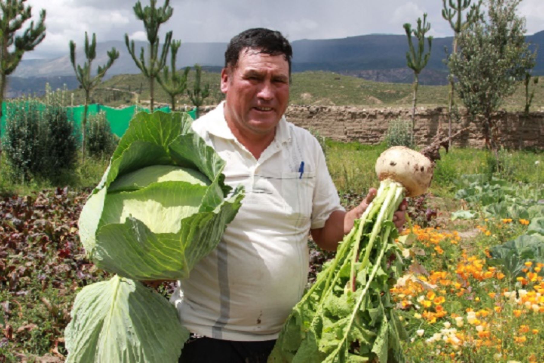 Ahota las familias se alimentan mejor, consumen proteínas de la carne de cuy, hortalizas, tubérculos y granos para mejorar su dieta diaria. Y además generan sus propios ingresos económicos.